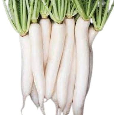 Naturally Grown Long Shape Fresh Radish Preserving Compound: Dry Place