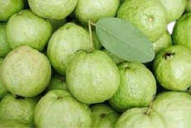 Common Round Shape Sweet Taste Healthy 95% Mature Fresh Green Guava