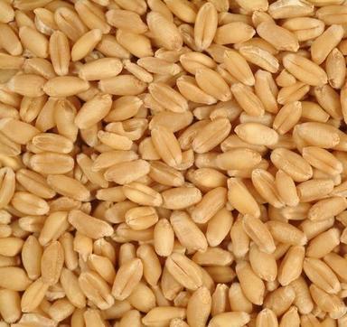 Brass Nickel Coated Wheat Grains For Making Cookies And Breads