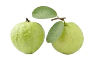 Green Guava Fruit