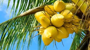  मध्यम आकार की कठोर बनावट पूर्ण परिपक्वता ताजा पीला नारियल