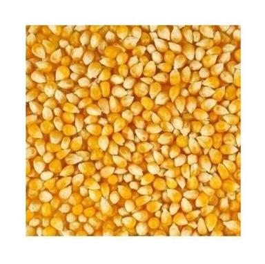 Maize Corn Admixture (%): 1