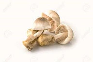 Paddy Straw Mushroom Accuracy: High  %