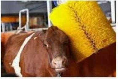 Safe to Use Cow Brush