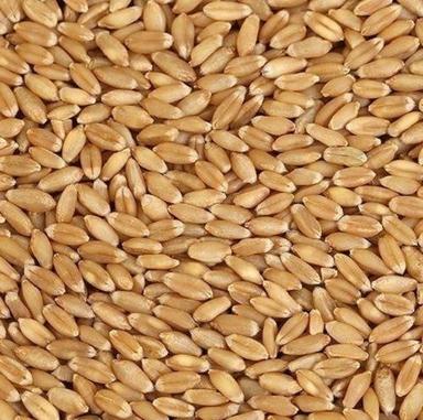 99% Pure And Natural Raw Dried Hard Wheat Grains Broken (%): 2%