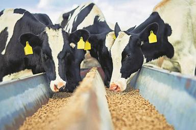 Cattle Feed,
