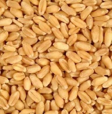 99% Purity 20 % Moisture Organic Cultivated Durum Wheat Broken (%): 0%