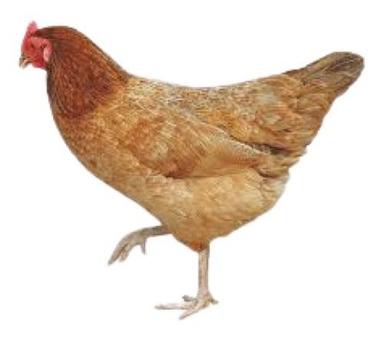 Original 3 Kg Brown Country Breed Live Chicken For Egg And Meat Production