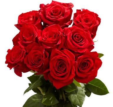  अमालिया जन्मदिन और शादी की सालगिरह के लिए सुंदर गुलाब के ताजे फूल 