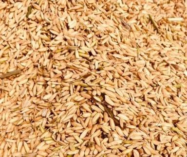 99% Pure And Dried Organic Cultivation Paddy Seeds Admixture (%): 4