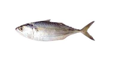 Natural 100% Pure Healthy Digest Preserved Indian Mackerel Fish  Packaging: Barrel