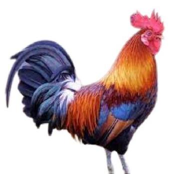 1 Kilogram Of Multi-Colored Male Live Country Chicken