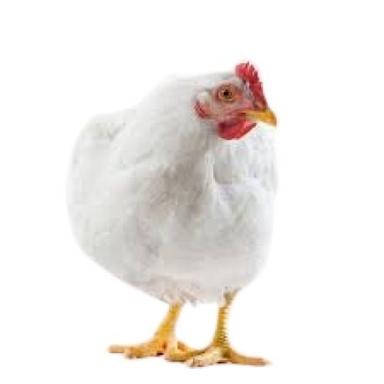 1 Kilograms Healthy White Female Live Broiler Chicken