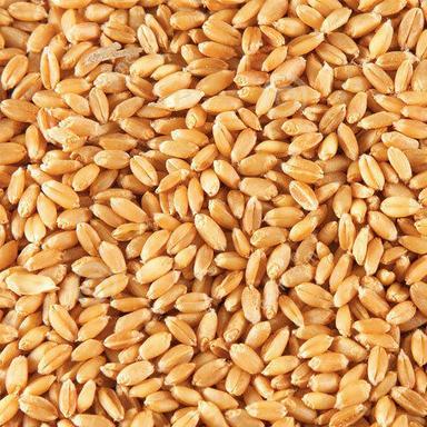 wheat grams 200kg