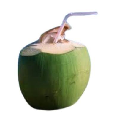  सामान्य मानक आकार गोल आकार का हरा ताजा कोमल नारियल पानी 