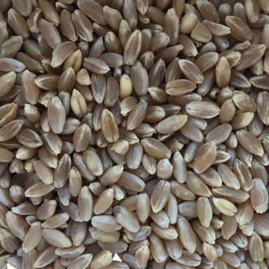 Normal Cultivated Pure And Dried Hard Whole Black Wheat Grain Broken (%): 0%
