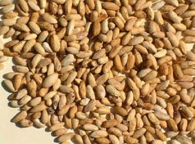 99% Pure Organic Dried Raw Neem Seed  Admixture (%): 0.2%