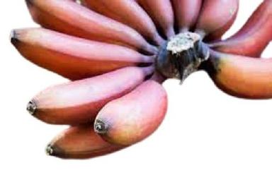 Common Fresh Commonly Cultivated Naturally Grown Sweet Red Banana 