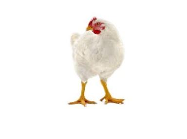 White Female Live Broiler Chicken Weight: 1 Toi 1.5  Kilograms (Kg)