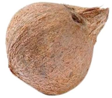 भूरा 100% ताजा अर्ध भूसा सामान्य रूप से उगाया जाने वाला गोल आकार का नारियल