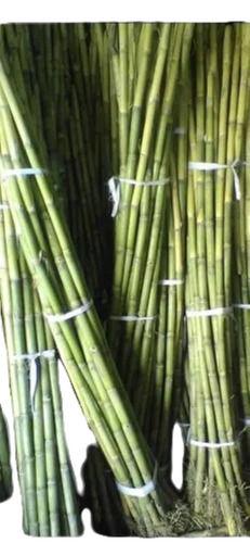 Green Common Cultivated Glutinious Long Round Raw Sugarcane