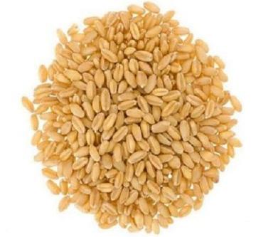 100 Percent Pure Fresh And Healthy Organic Wheat Grain Broken (%): 10%