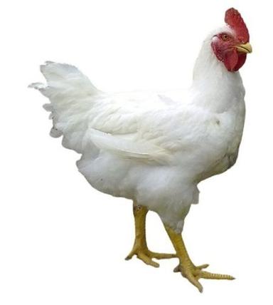1 To 2 Kilograms Weight 4 Months Age White Live Broiler Chicken Gender: Female