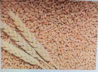 Non Harmful Organic Natural Wheat Grains For Making Roti