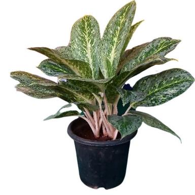 Green 36 Centimeter Decorative And Natural Aglaonema Plant For Indoor