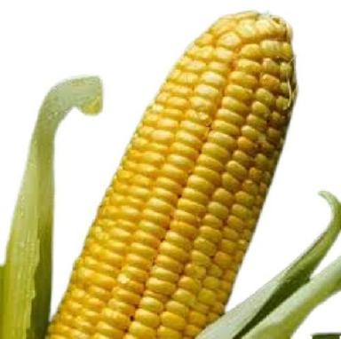 Naturally Grown Raw A-Grade Additive Free Edible Healthy Fresh Sweet Corn Additives: No