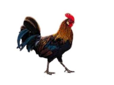 Brown With Black Infection Free 6 Months Healthy Male Live Country Chicken