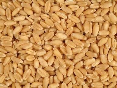 Pure And Dried Common Cultivated Edible Wheat Seed Admixture (%): 0.1%