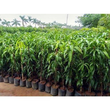 kesar mango plants 