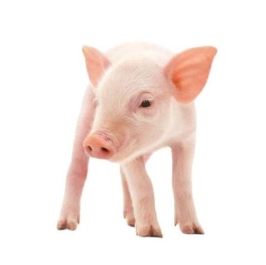 Healthy Infection-Free Male 4 Months Farm Pink Live Pig For Farming Weight: 12 To 20  Kilograms (Kg)
