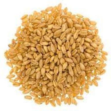 A Grade 100 Percent Purity Common Cultivated Indian Origin Whole Wheat Grain