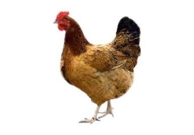 Brown Healthy Nutritious Female 8 Months Infection Free Live Chicken