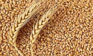 Organic Wheat Grain Broken (%): 3%
