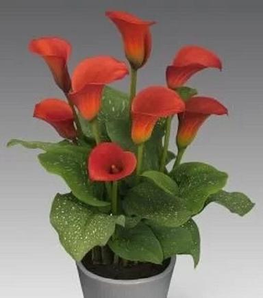 Red 2 Feet Delightfully Gorgeous Fragranced Lily Flower Plant
