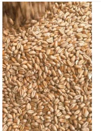 99% Purity And 14% Moisture Organic Dried Wheat Grain Broken (%): 5%