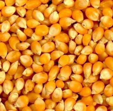 Yellow Bulk Supply Torrefied Maize (Corn) For Brewing