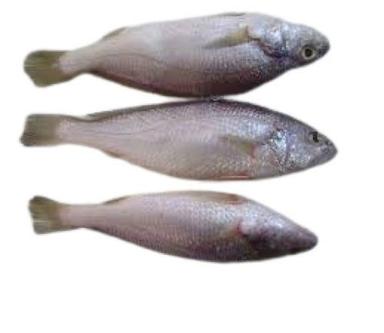 Piece Fresh Whole Part Nutritious Delicious Healthy Croaker Fish For Cooking 