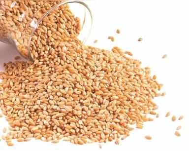Golden Wheat For Chapati, 25 Kg Pp Bag Packaging Office Desks