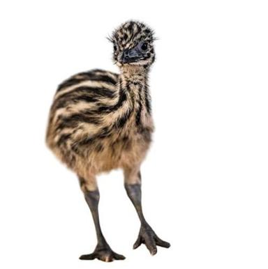 1.67 Kg Healthy Disease Free Live Emu Baby Chicks For Farming  Shelf Life: 2 Days