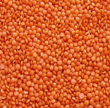 99 Percent Pure Organic Dried Raw Round Masoor Dal For Cooking Use Admixture (%): 1%