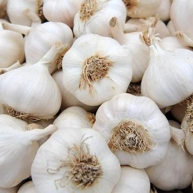 Spherical Shaped Pure And Natural Raw Fresh Garlic Moisture (%): 11.67%