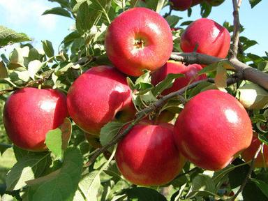 99% Maturity Red Apple Plant For Commercial Use
