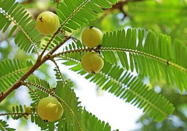 Silver Green Amla Plant For Outdoor Use