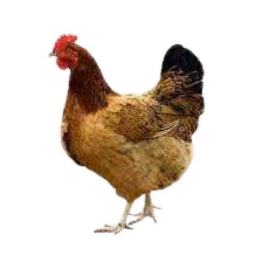 Brown Female Live Country Chicken Weight: 1  Kilograms (Kg)