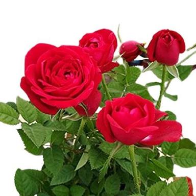 Exotic Red Rose Fresh Flower Bud 1 Live Plant For Garden Shelf Life: 7-10 Days