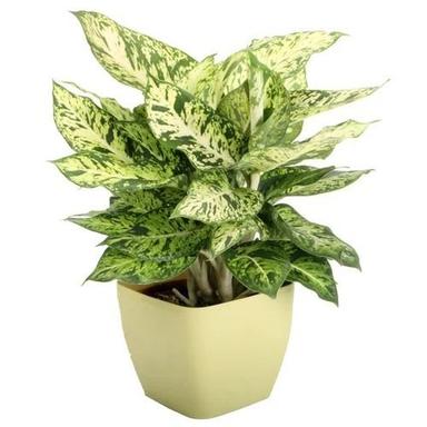 Green And Yellow 1 Foot Dieffenbachia Seguine Decorative Plant 
